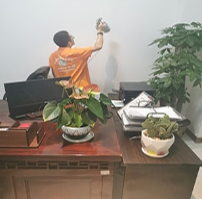植物吸收甲醛 植物吸收甲醛